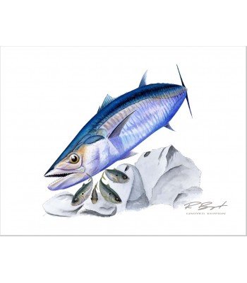 "Southern King" Kingfish